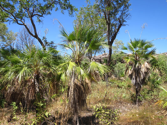 Livistona humilis, Sand Palm