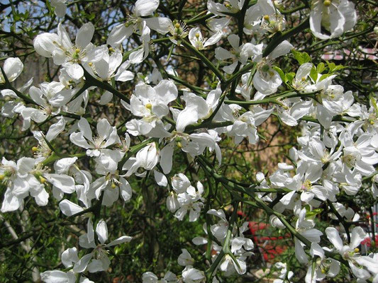 Blüten von Poncirus trifoliata in Schaffhausen