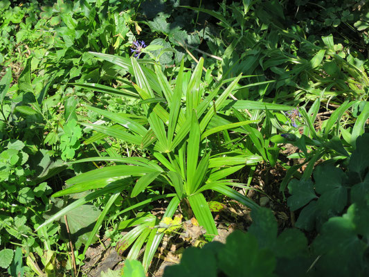 In situ ausgesäte Trachycarpus fortunei in Schaffhausen, August 2015