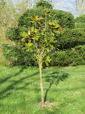 Magnolia grandiflora