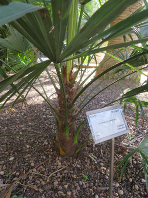 Labeled as Trachycarpus takil, but looks more like T. fortunei