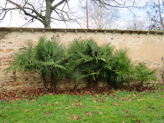 Gruppe von Trachycarpus fortunei, Chinesische Hanfpalme