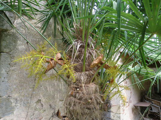 Trachycarpus fortunei (männlicher Blütenstand, verblüht)