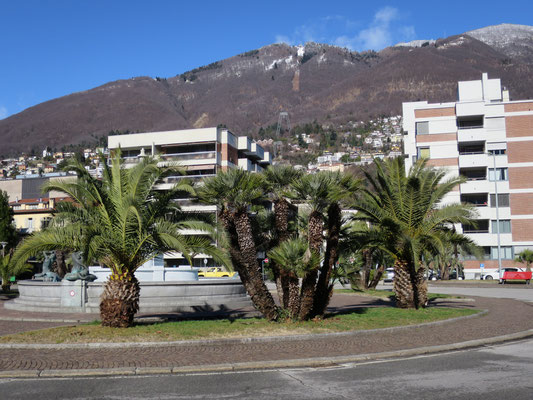 Chamaerops humilis var. humilis (Europäische Zwergpalme) und Phoenix canariensis (Kanarische Dattelpalme) im Tessin