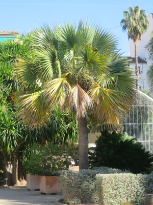 Sabal bermudana im Botanischen Garten von Valencia, Spanien.