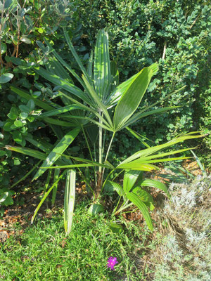 Rhapidophyllum hystrix, Nadelpalme, September 2016