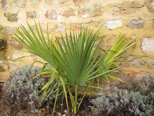 Sabal palmetto im Januar 2012