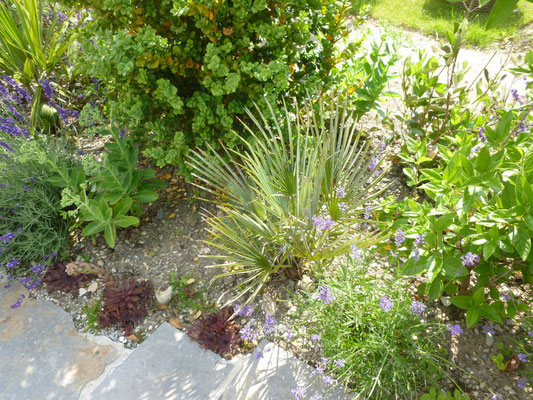 Chamaerops humilis var. cerifera, Juli 2013