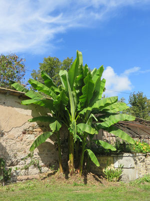 Musa basjoo (Japanische Faserbanane) im August 2014 im Burgund