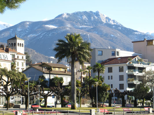 Sehr alte Jubaea chilensis (Chilenische Honigpalme) in Muralto bei Locarno im Tessin (CH)