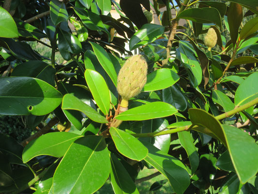 Untreifer Zapfen von Magnolia grandiflora