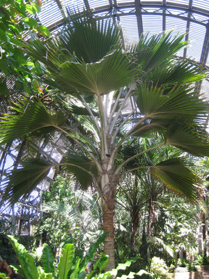 Pritchardia pacifica, Balboa Park, San Diego