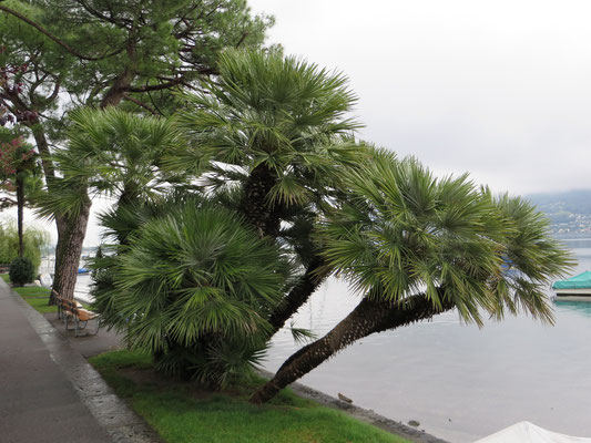 Chamaerops humilis (Europäische Zwergpalme) in Muralto bei Locarno, Tessin (CH)