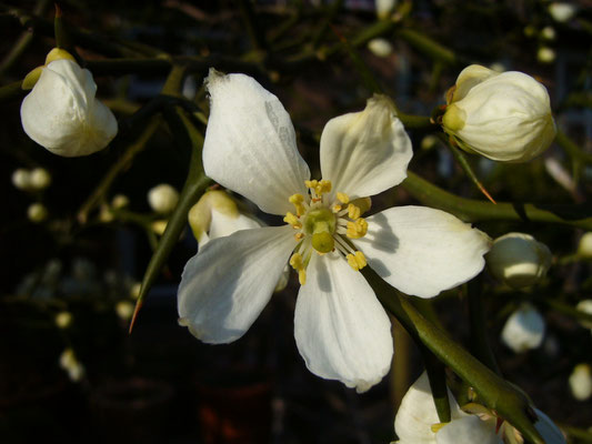 Blüten von Poncirus trifoliata in Schaffhausen