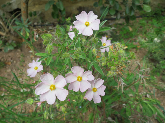 Cistus x skanbergii