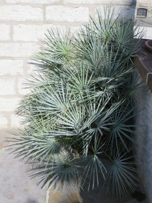 Chamaerops humilis var. cerifera im September 2014