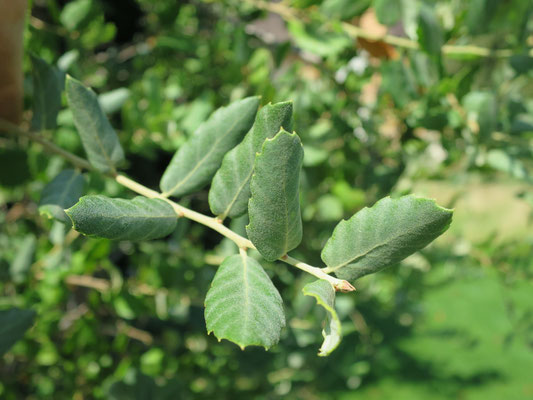 Quercus suber (Korkeiche) in Schaffhausen, August 2015