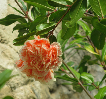 Punica granatum 'Legrellei' (Granatapfelbaum, Sorte mit gefüllten Blüten)