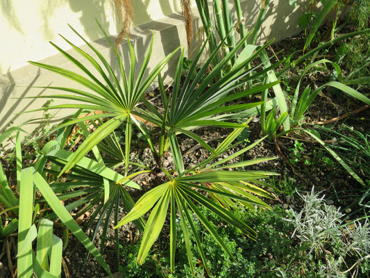 Trachycarpus geminisectus