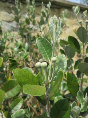 Blütenknospen von Acca sellowiana (Ananasguave, Feijoa)