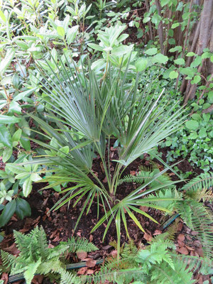 Trachycarpus oreophilus frisch gepflanzt in Schaffhausen, April 2014