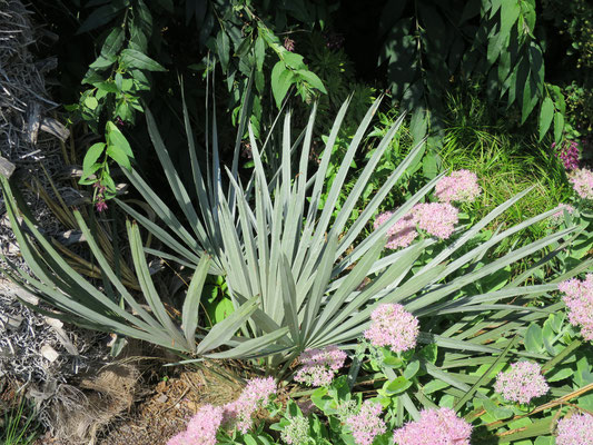 Trithrinax campestris (Blaue Nadelpalme) im Botanischen Garten von Lyon