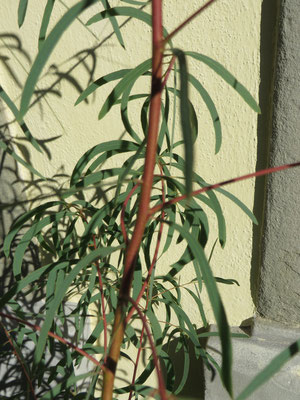 Eucalyptus nicholii ausgepflanzt in Schaffhausen