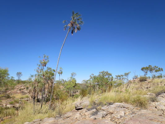 Livistona inermis, Nitmiluk Nationalpark, Katherine Gorge