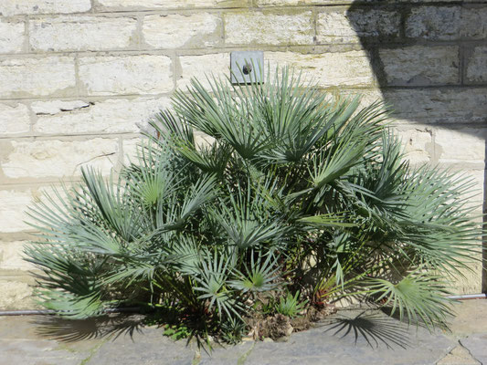 Chamaerops humilis var. cerifera im September 2014