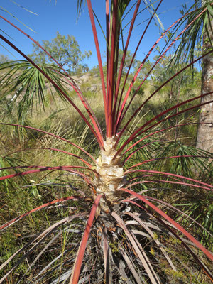 Livistona inermis, Nitmiluk Nationalpark, Katherine Gorge