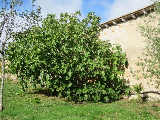 Ficus carica (grüne Früchte, Sorte unbekannt)