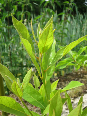 Persea palustris (Immergrüner Baum, nahe verwandt mit Avocado)