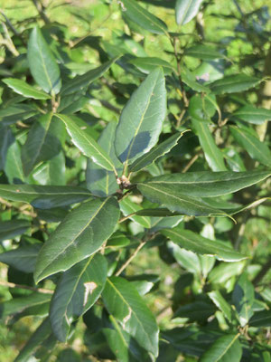 Steineiche, Quercus ilex