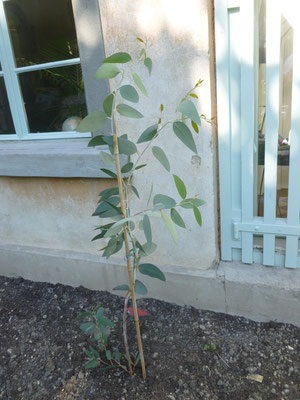 Eucalyptus debeuzevillei nach Pflanzung im Juni 2013