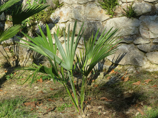 Trachycarpus ukhrulensis (Manipur / Naga Hills) im September 2016