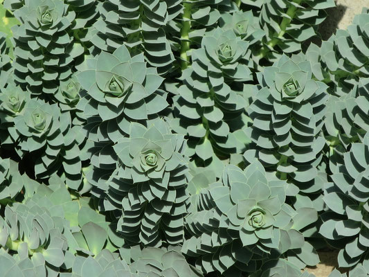 Euphorbia myrsinites (Walzen-Wolfsmilch)