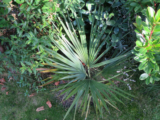 Sabal minor (Zwergpalmetto-Palme)