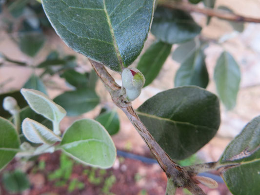 Blütenansatz von Acuca japonica, Ananasguave