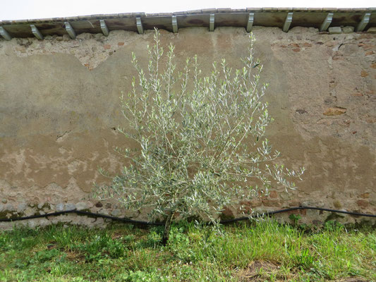 Olive, Olea europea