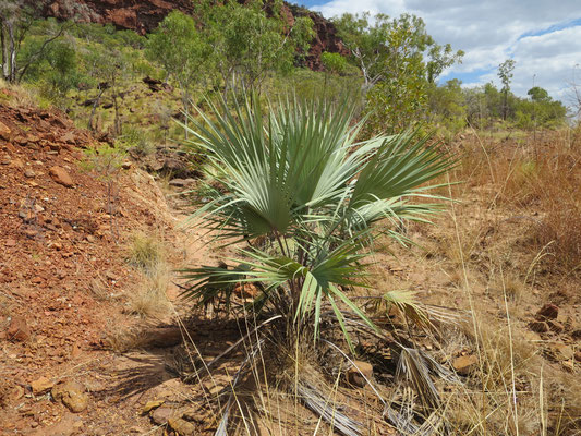 Livistona victoriae (Victoria River-Fächerpalme)