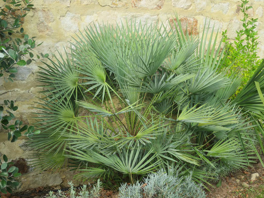 Chamaerops humilis var. argentea ausgepflanzt im Burgund, Oktober 2016