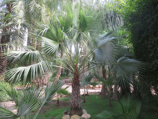 Brahea brandegeei im Garten Huerto del Cura in Elche, Spanien