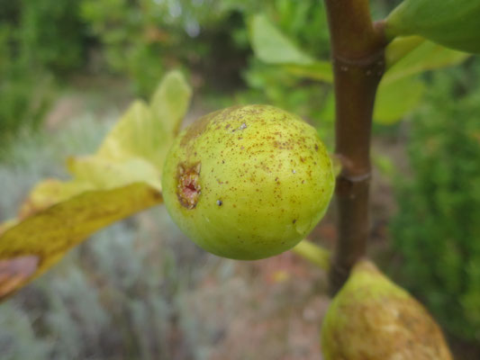 Ficus carica 'Fiorone Giallo'