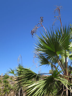 Livistona humilis, Sand Palm