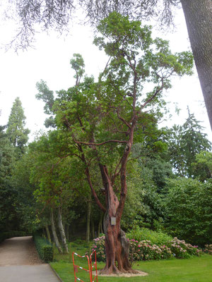 Arbutus unedo, Erdbeerbaum