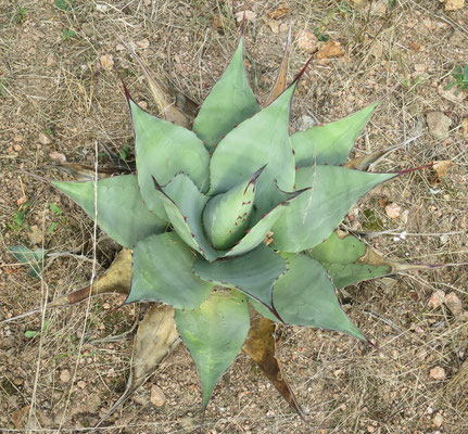 Agave havardiana