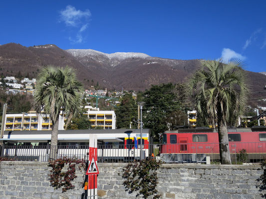 Butia yatay am Bahnhof von Locarno (Tessin), Februar 2016