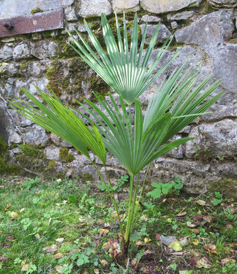 Trachycarpus oreophilus im Oktober 2015 im Burgund