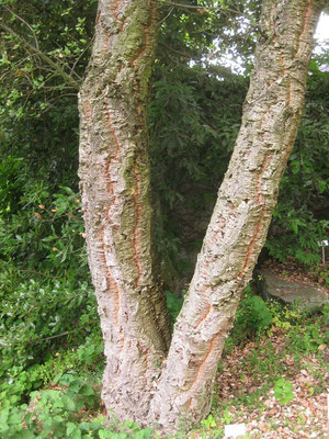 Stamm von Quercus suber (Korkeiche) im Botanischen Garten in Zürich (CH)