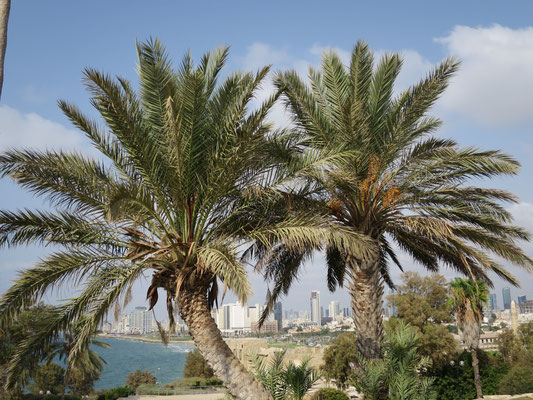 Phoenix dactylifera (Echte Dattelpalme), Tel Aviv, Israel